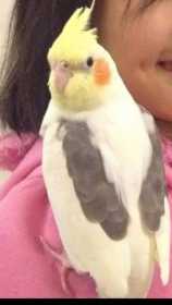 Lost Cockatiel