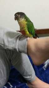 Lost Conure