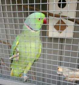 Lost Indian Ringneck Parakeet