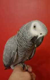 Lost African Grey