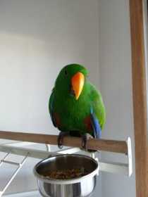 Lost Eclectus