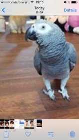 Lost African Grey
