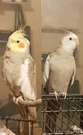 Lost Cockatiel