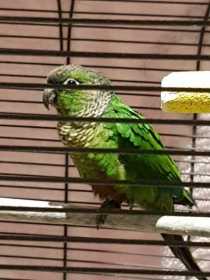 Lost Conure