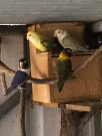 Lost Lovebird