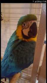 Lost Macaw