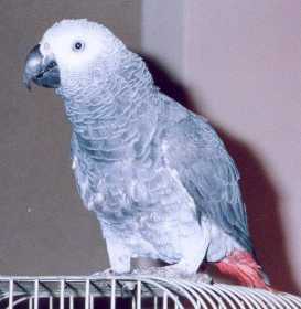 Lost African Grey