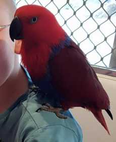 Lost Eclectus