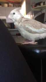 Lost Cockatiel