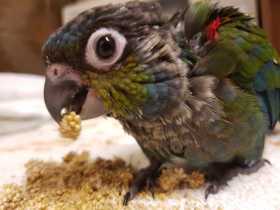 Lost Conure