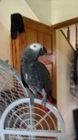 Lost African Grey