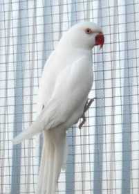 Lost Indian Ringneck Parakeet