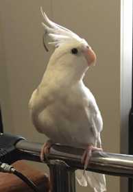 Lost Cockatiel