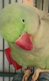Lost Alexandrine