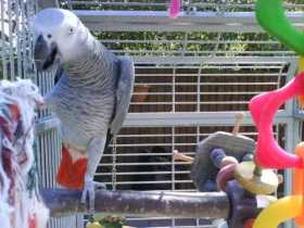 Lost African Grey