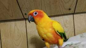 Lost Conure