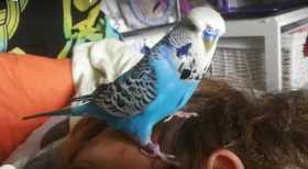 Lost Budgerigar