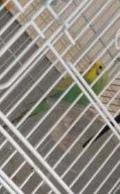 Lost Budgerigar