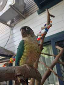 Lost Conure