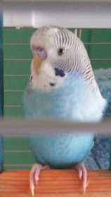 Lost Budgerigar