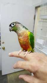 Lost Conure