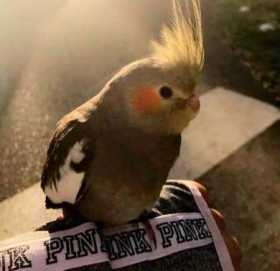 Lost Cockatiel