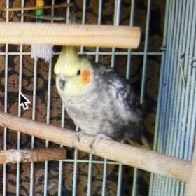 Lost Cockatiel