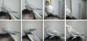 Lost Cockatiel