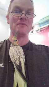 Lost Cockatiel