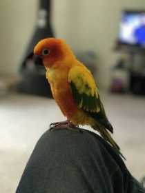 Lost Conure