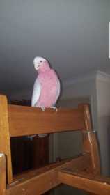 Lost Galah Cockatoo