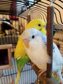 Lost Budgerigar