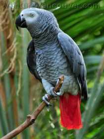 Lost African Grey