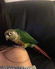 Lost Conure