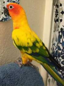 Lost Conure