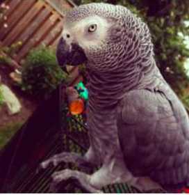 Lost African Grey