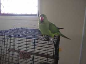 Lost Mallee Ringneck Parakeet