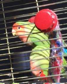 Lost Lovebird