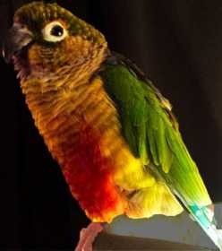 Lost Conure