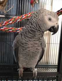 Lost African Grey