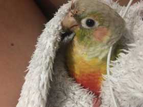 Lost Conure