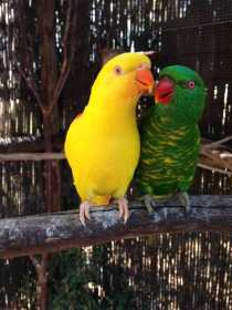 Lost Lory / Lorikeet