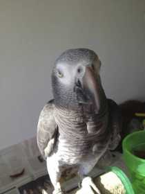 Lost African Grey