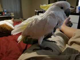 Lost Cockatoo