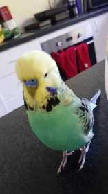 Lost Budgerigar