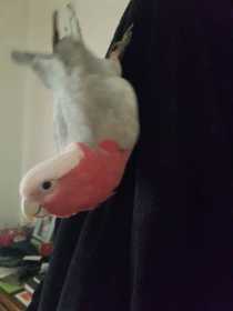 Lost Galah Cockatoo