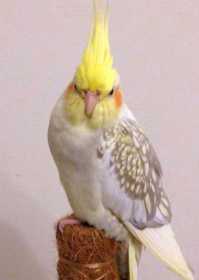 Lost Cockatiel