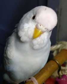 Lost Budgerigar