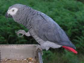 Lost African Grey