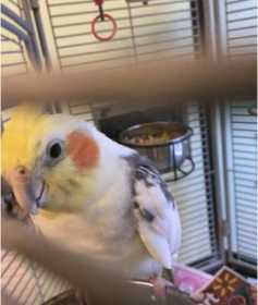 Lost Cockatiel